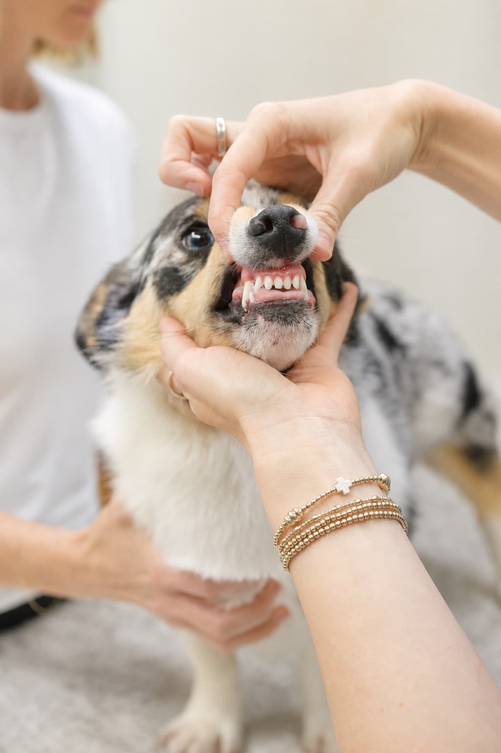 Veterinary Dental Care